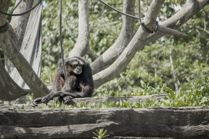 Siamang Ape