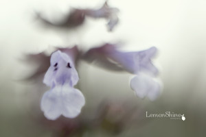 I played around with my 50mm lens by dismounting it from my camera and flipping it over and used it as a macro lens. Macro was my favorite type of photography when I was using a film camera...but now I don't have a macro lens :(